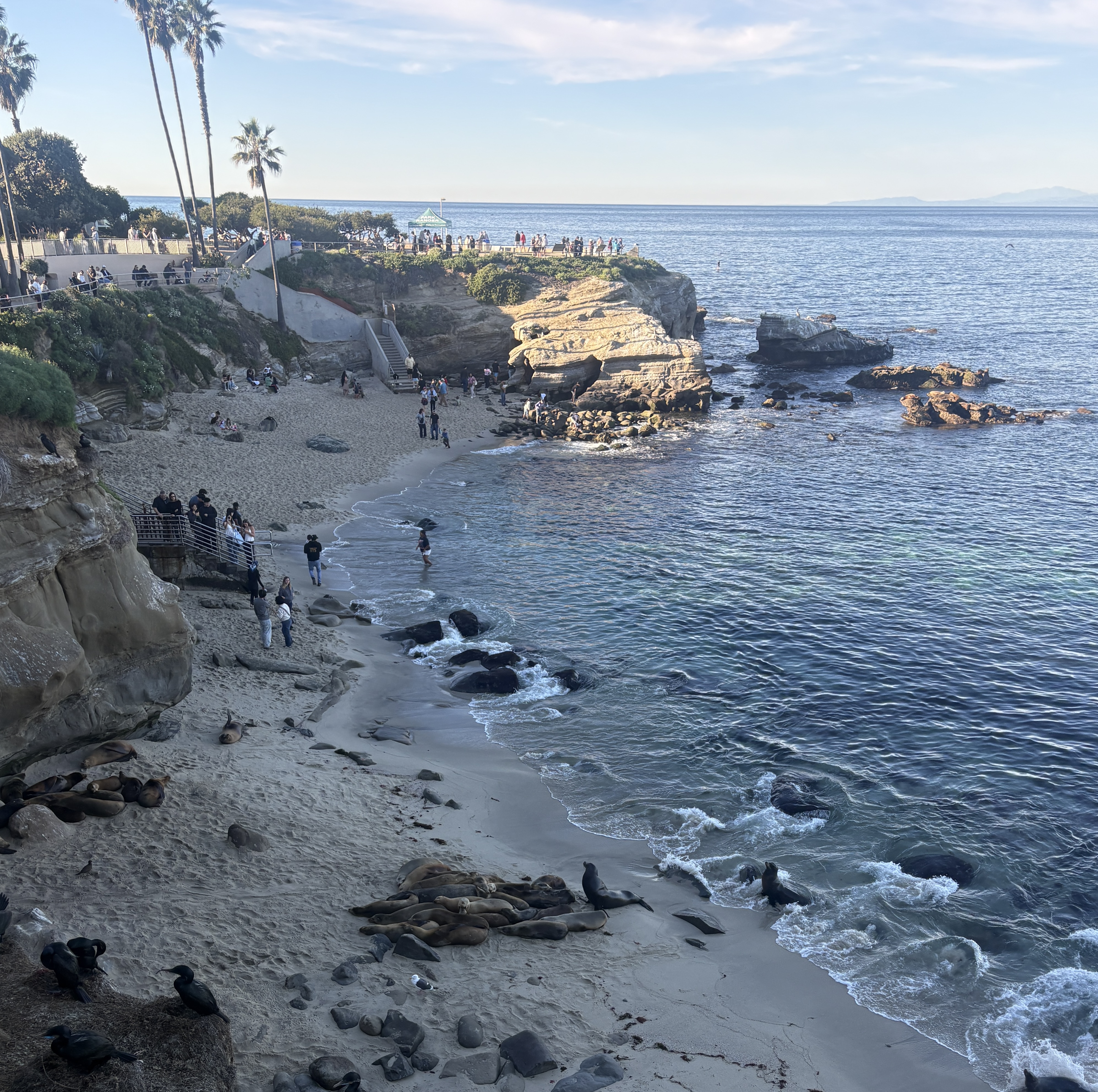 a pile of sea lions asleep on the beach